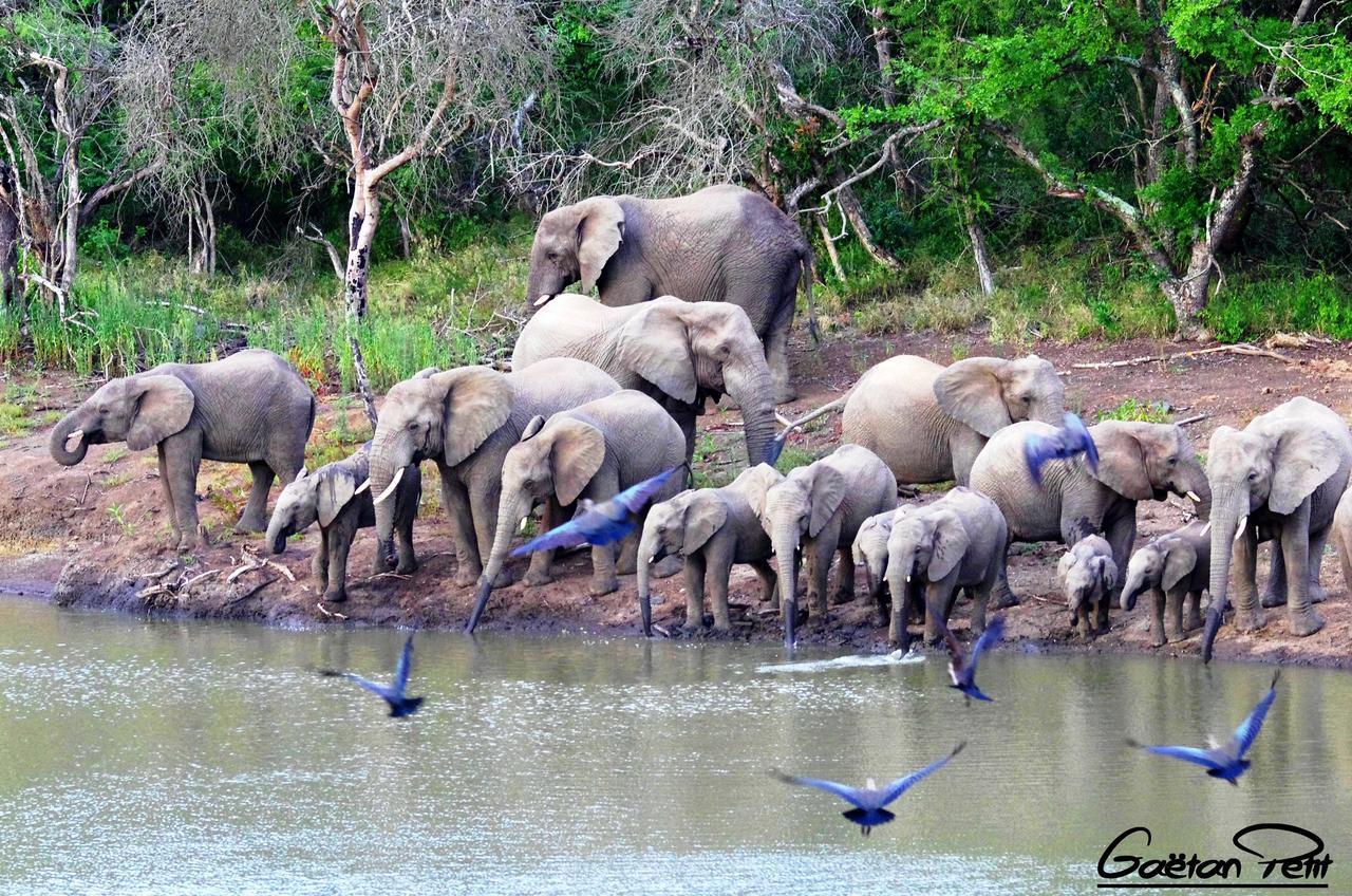 Thula Thula Exclusive Private Game Reserve & Lodge Ntambanana Exterior photo