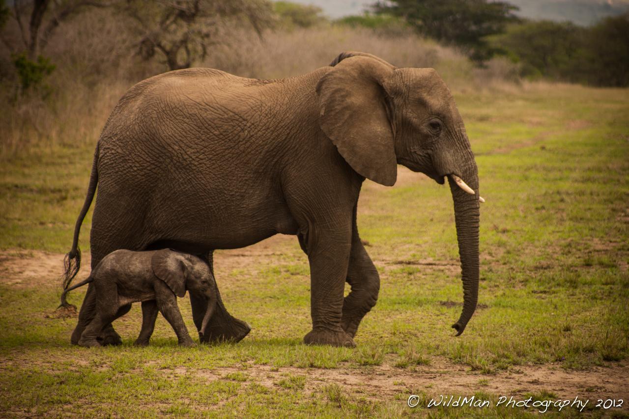 Thula Thula Exclusive Private Game Reserve & Lodge Ntambanana Exterior photo