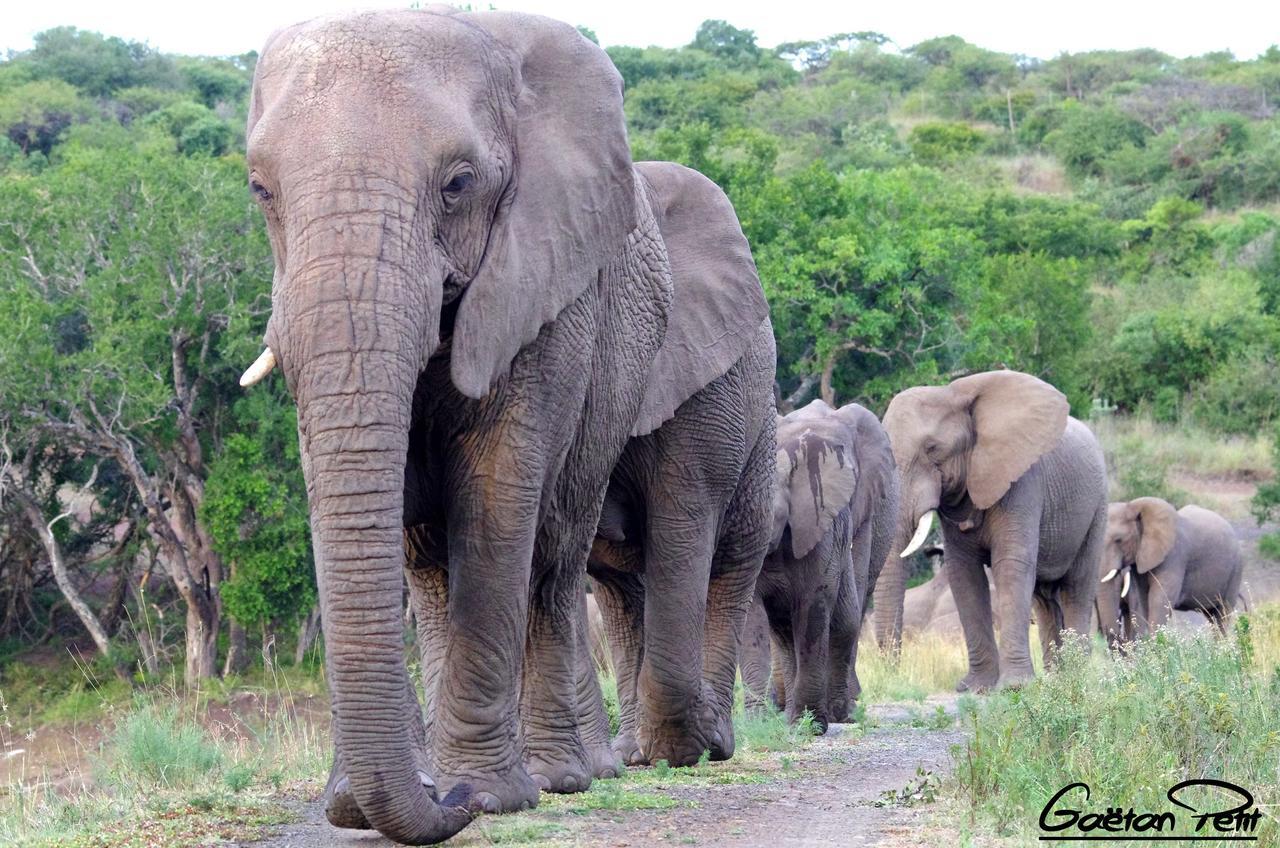 Thula Thula Exclusive Private Game Reserve & Lodge Ntambanana Exterior photo