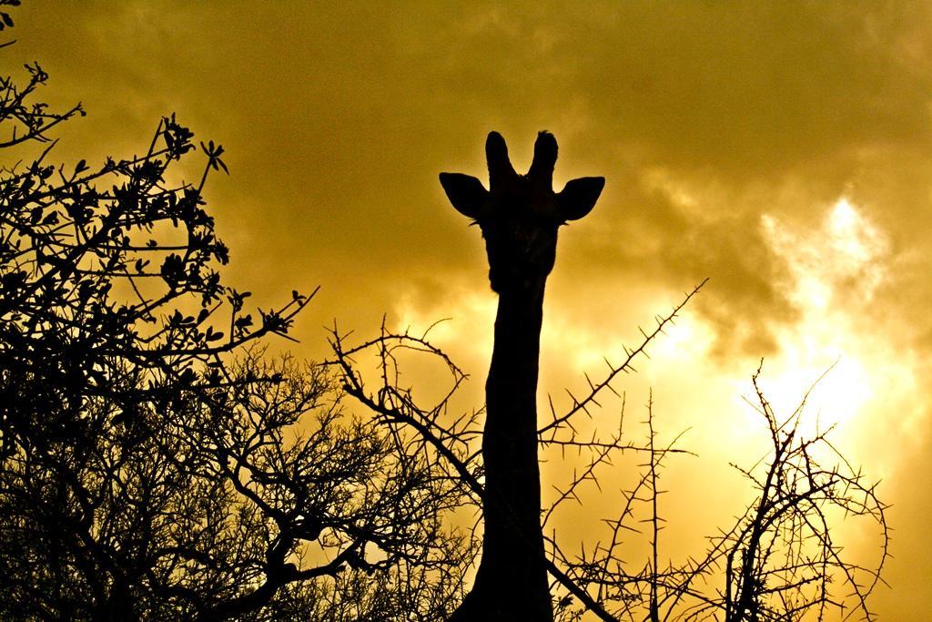 Thula Thula Exclusive Private Game Reserve & Lodge Ntambanana Exterior photo