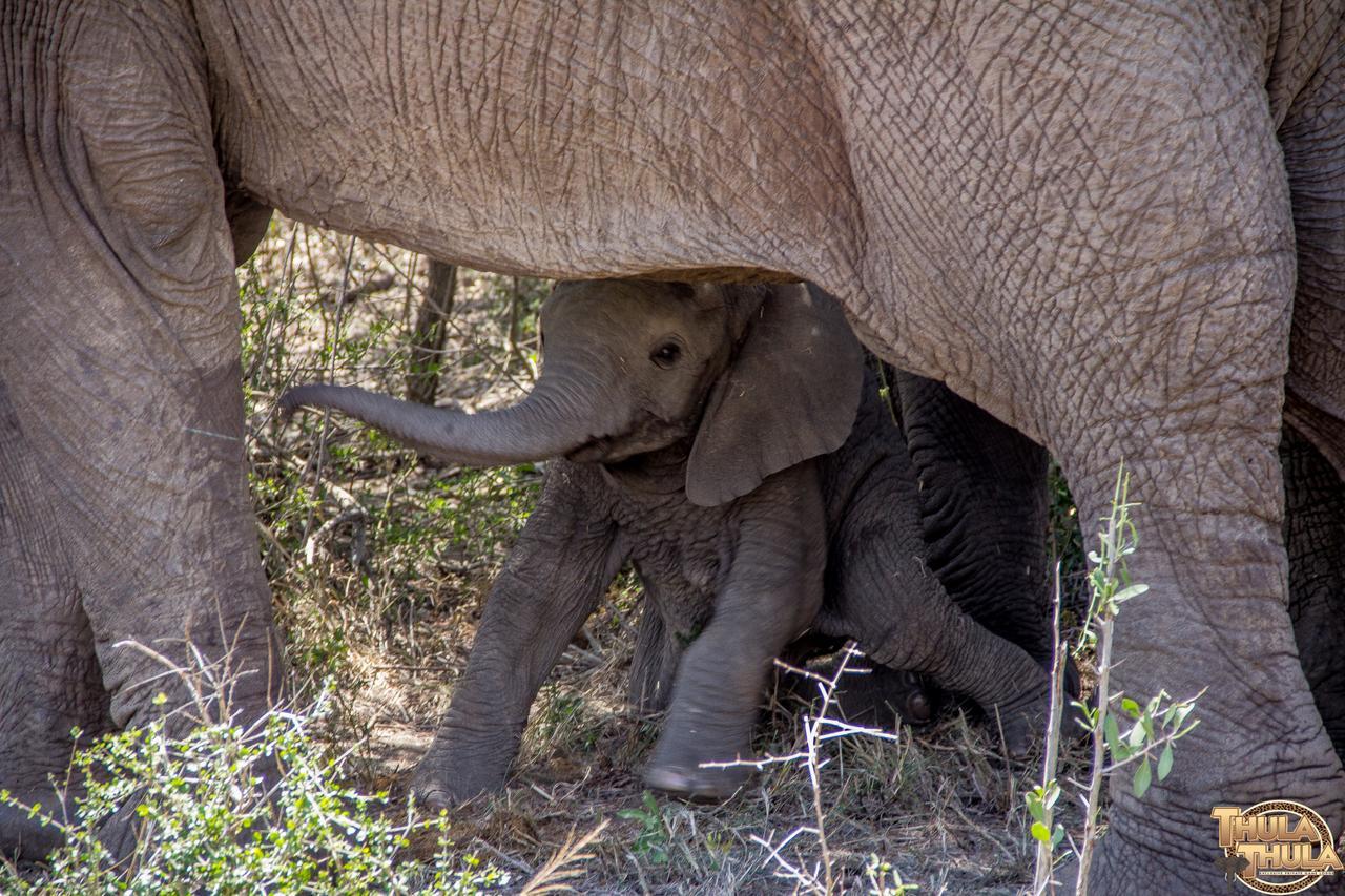 Thula Thula Exclusive Private Game Reserve & Lodge Ntambanana Exterior photo